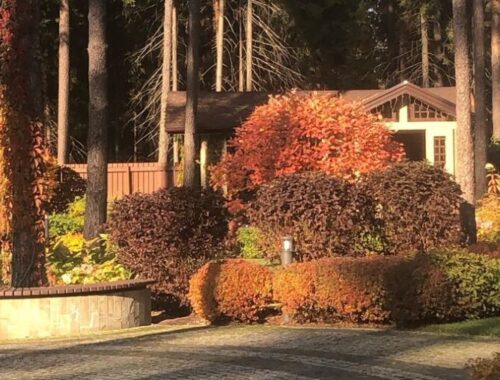 Ландшафтная студия «Северное поместье»: 17 лет превращаем ваши участки в произведения искусства