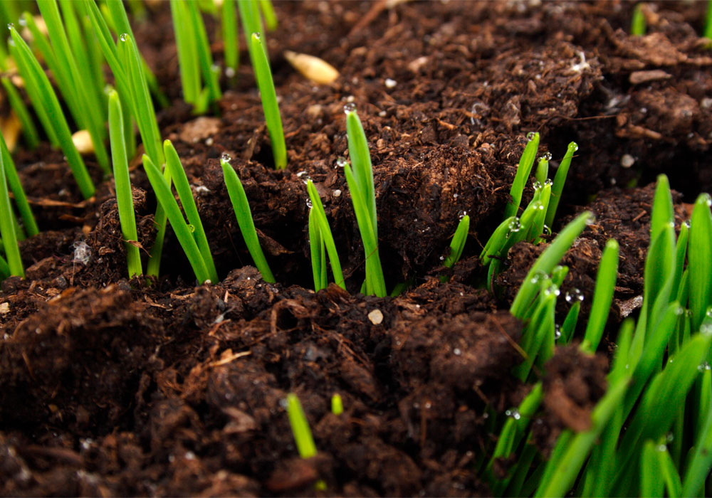 Первые всходы газона
