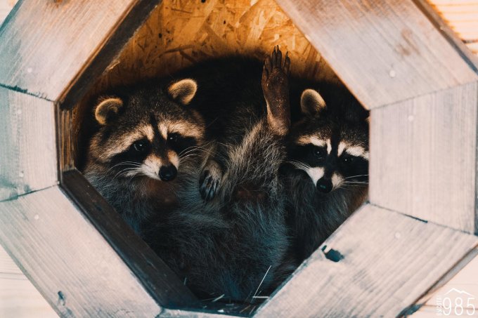 Мини зоопарк 985