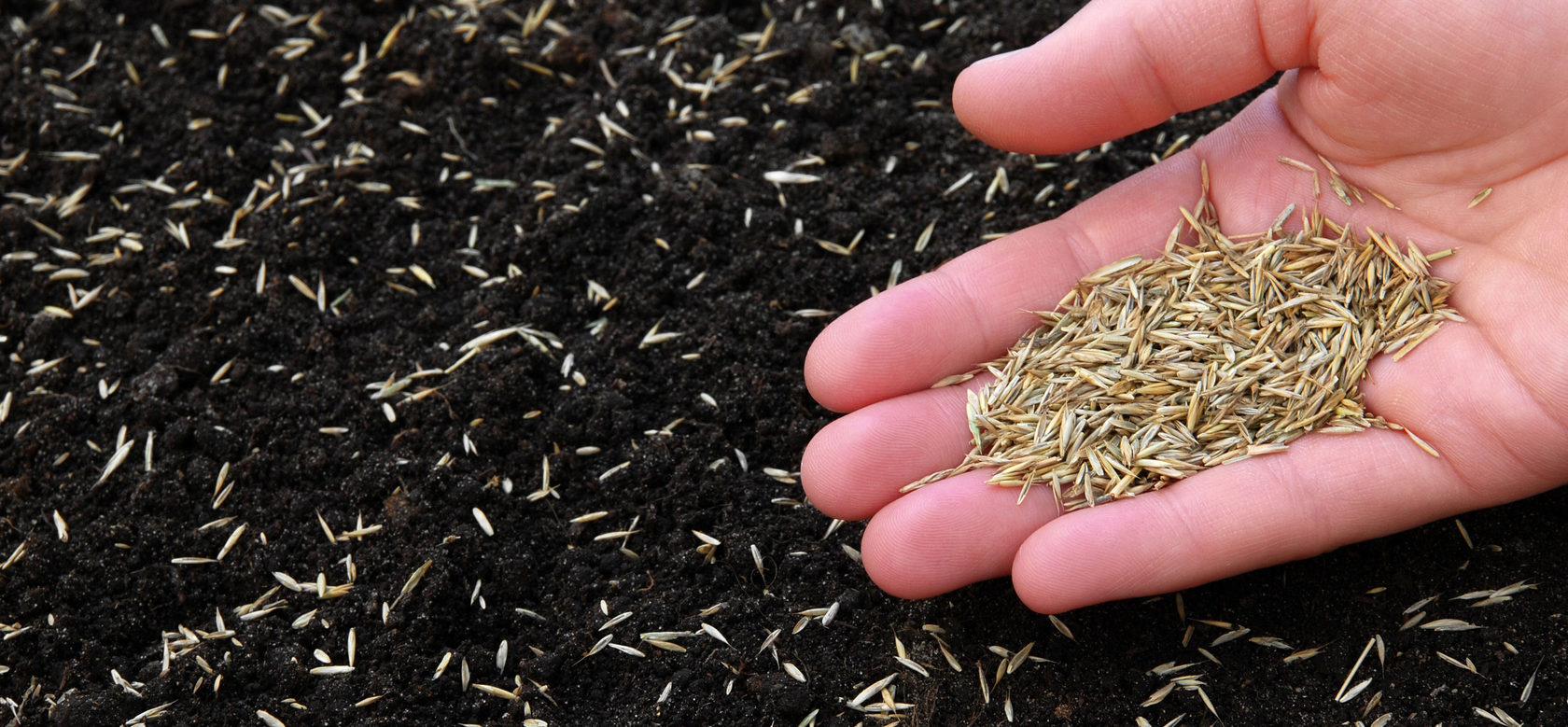 Посев газона