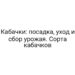 Кабачки: посадка, уход и сбор урожая. Сорта кабачков