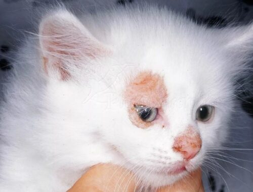 Лечение кота от лишая