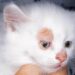 Лечение кота от лишая