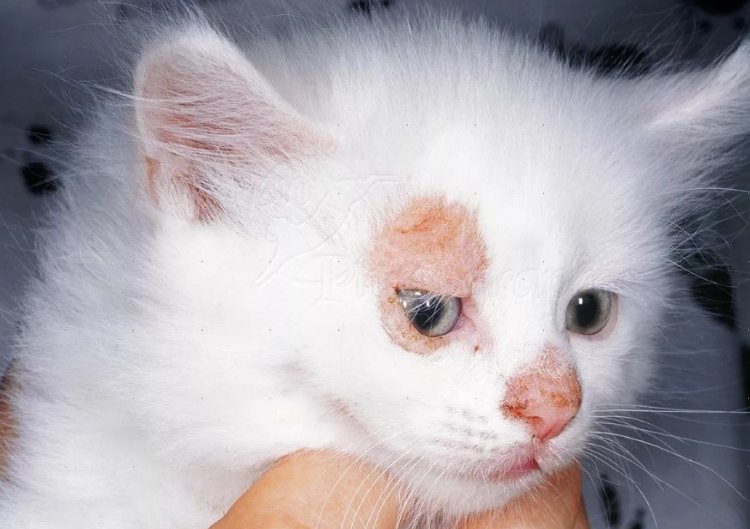 Лечение кота от лишая